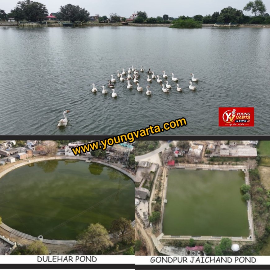 हिमाचल में जल संरक्षण का नया मॉडल बन रहे हरोली के तालाब , हर पोंड्स के लिए अलग वैज्ञानिक योजना 