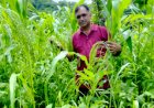 हरनेड के किसान ललित कालिया ने प्रस्तुत की मिश्रित खेती की मिसाल