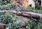 रानीताल बाग में गिरा विशालकाय पेड़ , बिजली की तारें क्षतिग्रस्त, मौके पर जुटा प्रशासन