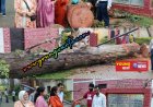 नाहन शहर में चिन्हित पेड़ों की कटाई व ट्रिमिंग के लिए प्रशासन से की जाएगी चर्चा: MC अध्यक्ष
