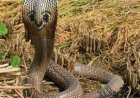 सांप के डसने से 20 वर्षीय युवक की मौत, बुझ गया घर का इकलौता चिराग