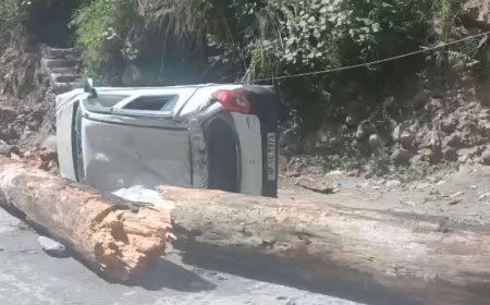 नौकरी की ज्वाइनिंग के लिए जा रहे थे, नेरवा में अचानक चलती कार पर गिरा विशालकाय पेड़