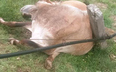 बिजली करंट लगने से  नालटा मीमू  में जर्सी गाय की हुई दर्दनाक मौत