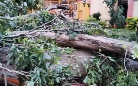 रानीताल बाग में गिरा विशालकाय पेड़ , बिजली की तारें क्षतिग्रस्त, मौके पर जुटा प्रशासन