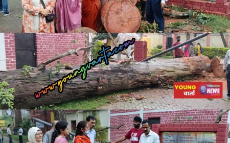 नाहन शहर में चिन्हित पेड़ों की कटाई व ट्रिमिंग के लिए प्रशासन से की जाएगी चर्चा: MC अध्यक्ष