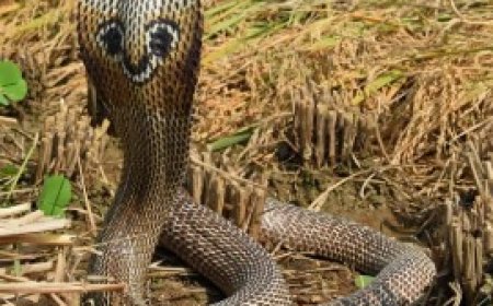 सांप के डसने से 20 वर्षीय युवक की मौत, बुझ गया घर का इकलौता चिराग