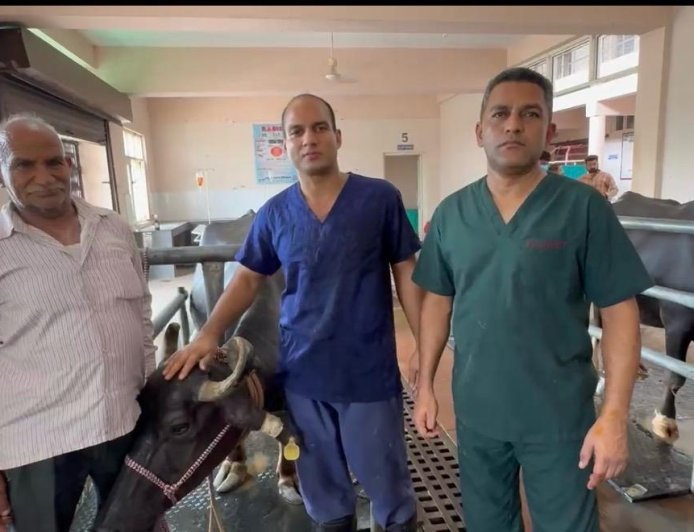 पशु चिकित्सालय ललड़ी में सफल शल्य चिकित्सा से भैंस को मिला नया जीवन, पेट से निकाली 32 नुकीली लोहे की कीलें सहित अन्य धातु के टुकड़े