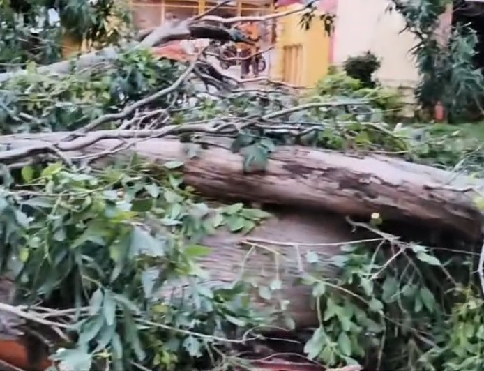 रानीताल बाग में गिरा विशालकाय पेड़ , बिजली की तारें क्षतिग्रस्त, मौके पर जुटा प्रशासन