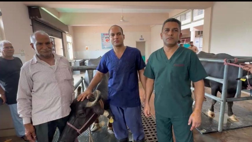 पशु चिकित्सालय ललड़ी में सफल शल्य चिकित्सा से भैंस को मिला नया जीवन, पेट से निकाली 32 नुकीली लोहे की कीलें सहित अन्य धातु के टुकड़े