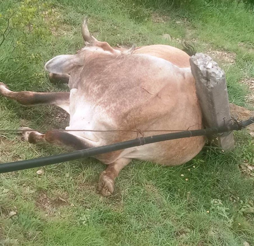 बिजली करंट लगने से  नालटा मीमू  में जर्सी गाय की हुई दर्दनाक मौत