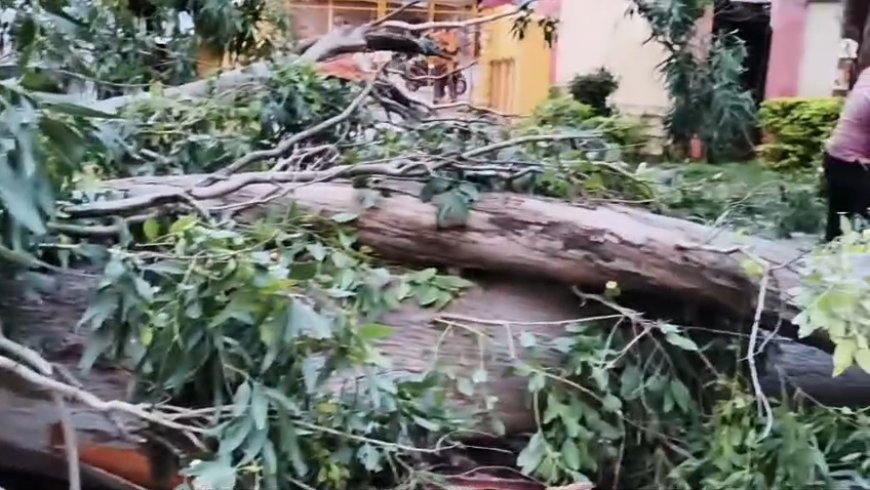 रानीताल बाग में गिरा विशालकाय पेड़ , बिजली की तारें क्षतिग्रस्त, मौके पर जुटा प्रशासन