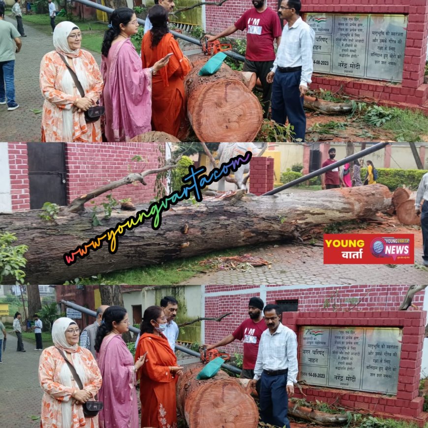 नाहन शहर में चिन्हित पेड़ों की कटाई व ट्रिमिंग के लिए प्रशासन से की जाएगी चर्चा: MC अध्यक्ष