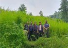 मंडी में STF का बड़ा एक्शन, 2 लाख से अधिक भांग के पौधे किए नष्ट