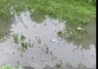 मंडी की इंदिरा मार्केट बनी तालाब, डेढ़ फीट पानी में डूबा संकन गार्डन
