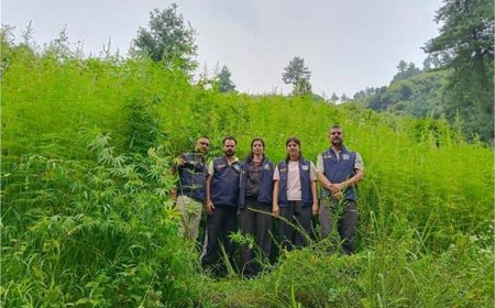 मंडी में STF का बड़ा एक्शन, 2 लाख से अधिक भांग के पौधे किए नष्ट