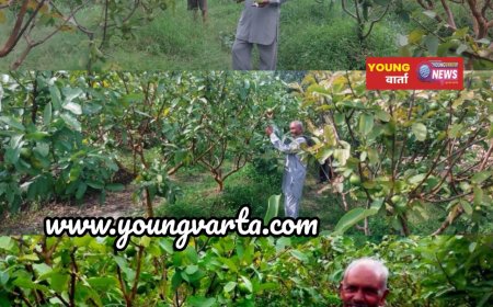 सुक्खू सरकार के प्रयासों से बदली बागवानी की तस्वीर, एचपी शिवा परियोजना से संवर रही किसानों की तकदीर