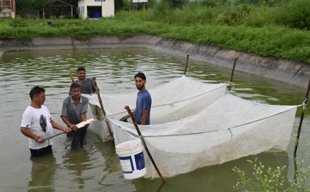 दियोली कार्प फार्म की बड़ी कामयाबी, मत्स्य बीज में आत्मनिर्भरता की राह पर हिमाचल
