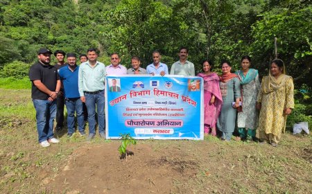 लीची की मिठास से महकेगा द्रंग: एचपी-शिवा परियोजना के तहत बबेला में रोपे गए लीची के 2,010 पौधे