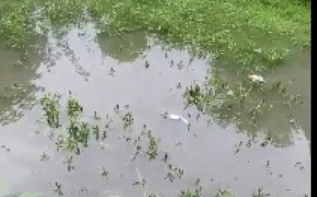 मंडी की इंदिरा मार्केट बनी तालाब, डेढ़ फीट पानी में डूबा संकन गार्डन