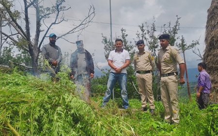 चिडग़ांव में भांग की अवैध खेती का भंडाफोड़, धाकगांव में पुलिस की दबिश, 1620 पौधे बरामद