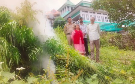 शिमला पुलिस ने भांग की खेती का किया भंडाफोड़, मौके पर पहुंच उखाड़ दिए 1240 पौधे