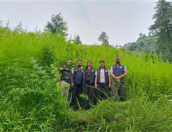 मंडी में STF का बड़ा एक्शन, 2 लाख से अधिक भांग के पौधे किए नष्ट