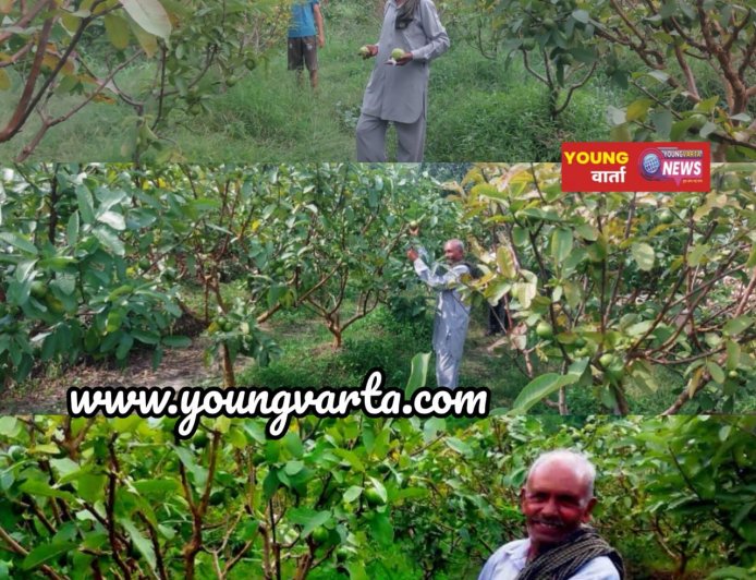 सुक्खू सरकार के प्रयासों से बदली बागवानी की तस्वीर, एचपी शिवा परियोजना से संवर रही किसानों की तकदीर