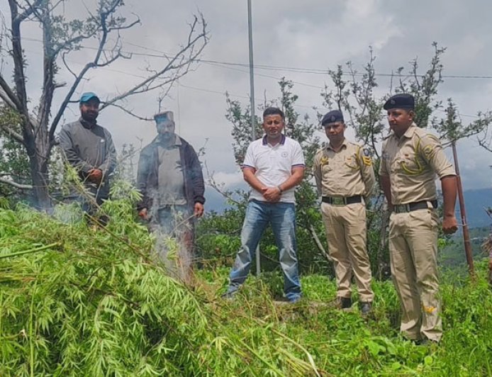 चिडग़ांव में भांग की अवैध खेती का भंडाफोड़, धाकगांव में पुलिस की दबिश, 1620 पौधे बरामद