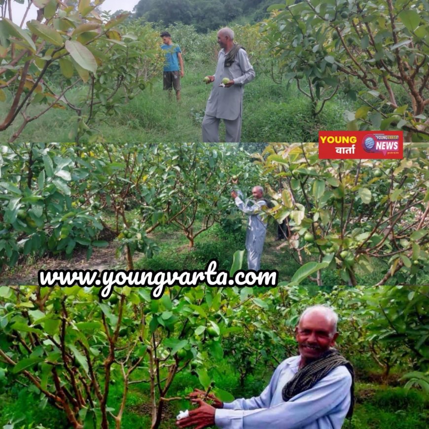 सुक्खू सरकार के प्रयासों से बदली बागवानी की तस्वीर, एचपी शिवा परियोजना से संवर रही किसानों की तकदीर