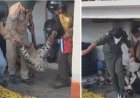 कुत्ते का शिकार करने घर में घुसा तेंदुआ कमरे में हुआ कैद, 36 घंटे चला रेस्क्यू ऑपरेशन