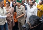 सोलन में कांग्रेस का अनोखा विरोध, भैंस के आगे बीन बजाकर केंद्र सरकार पर साधा निशाना