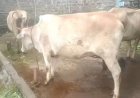 सिरमौर जिला में लंपी वायरस कंट्रोल, वायरस के चलते करीब 55,500 पशुओं का किया गया वैक्सीनेशन