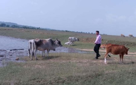 पौंग बांध के बीच कुठेड़ा टापू में फंसी 26 गायों को किया रेस्क्यू