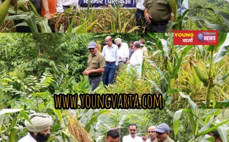 काकोग में अदरक की फसल में फाइलोस्टिक्टा ब्लाइट का प्रकोप, कृषि विशेषज्ञों ने किसानों को बताए बचाव के उपाय