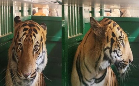 हिमाचल में पहली बार पहुंचा टाइगर का जोड़ा, 1800 किलोमीटर का सफर तय कर रेणुकाजी आया नर-मादा बाघ
