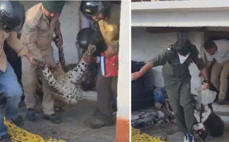कुत्ते का शिकार करने घर में घुसा तेंदुआ कमरे में हुआ कैद, 36 घंटे चला रेस्क्यू ऑपरेशन