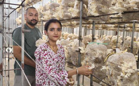 मशरूम उत्पादन ने बदली अंकित की राह, हर माह 20 क्विंटल मशरूम की बिक्री