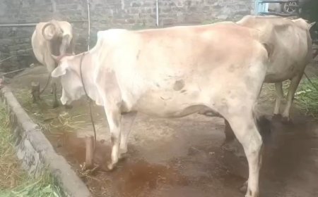 सिरमौर जिला में लंपी वायरस कंट्रोल, वायरस के चलते करीब 55,500 पशुओं का किया गया वैक्सीनेशन