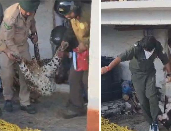कुत्ते का शिकार करने घर में घुसा तेंदुआ कमरे में हुआ कैद, 36 घंटे चला रेस्क्यू ऑपरेशन
