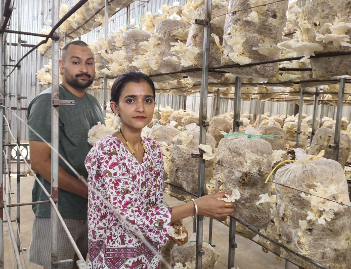 मशरूम उत्पादन ने बदली अंकित की राह, हर माह 20 क्विंटल मशरूम की बिक्री