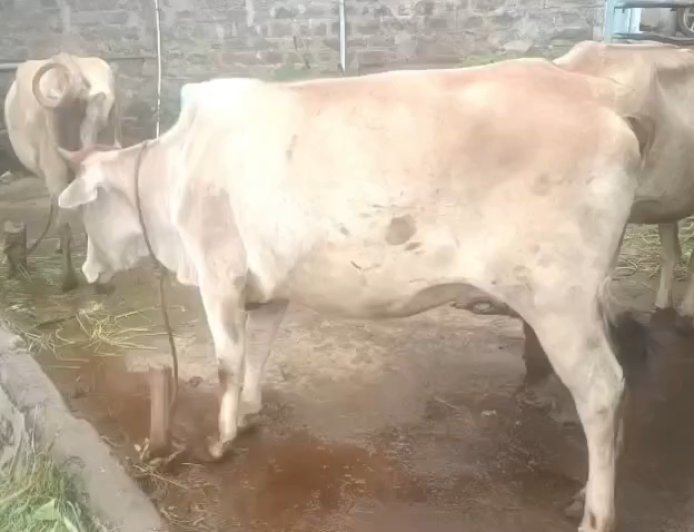 सिरमौर जिला में लंपी वायरस कंट्रोल, वायरस के चलते करीब 55,500 पशुओं का किया गया वैक्सीनेशन
