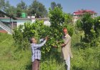 लुधियाणा तक पहुंचने लगी धनेटा क्षेत्र के गांव कुसियार की मौसम्बी