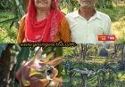 पारंपरिक खेती छोड़ ड्रैगन फ्रूट की बागवानी से संवर रही भरनाल के किसानों की आर्थिकी , दो बीघा से सालाना दो लाख की आमदनी 
