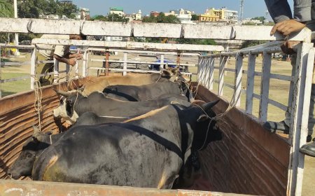 नाहन से सात बेसहारा गौवंश भेजे कोटला बड़ोग गौशाला, गौवंश को बेसहारा छोड़ने वाले पशुपालको पर होगी सख्त कार्रवाई