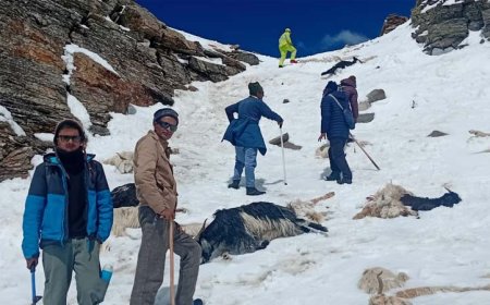 रुपिन पास में बर्फीले तूफान के बीच भेड़-बकरियों संग फंस गए थे चरवाहे, पुलिस ने किया रेस्क्यू