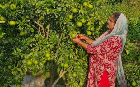 स्वीट ऑरेंज किसानों को मिला संस्थागत बाजार का अवसर, 22 फीसदी अधिक मूल्य मिलने से चहके किसान