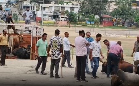 नाहन शहर से बेसहारा पशुओं को हटाने की मुहिम जारी, गौ अभ्यारण कोटला बड़ोग भेजे जा रहे पशु