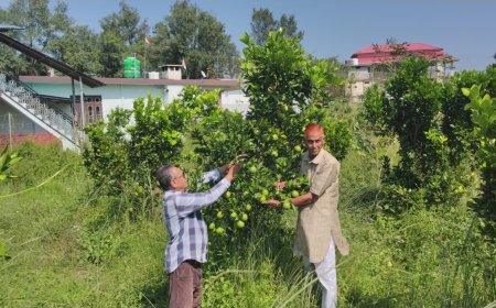 लुधियाणा तक पहुंचने लगी धनेटा क्षेत्र के गांव कुसियार की मौसम्बी