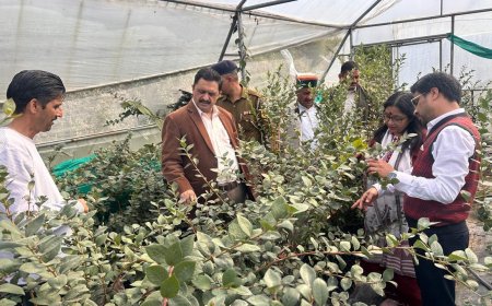 मनमोहन शर्मा ने धारों की धार में प्रगतिशील बागवान करण सिंह द्वारा स्थापित ब्लूबेरी फ्रंट लाइन डेमोंस्ट्रेशन इकाई का किया दौरा