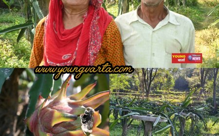 पारंपरिक खेती छोड़ ड्रैगन फ्रूट की बागवानी से संवर रही भरनाल के किसानों की आर्थिकी , दो बीघा से सालाना दो लाख की आमदनी 